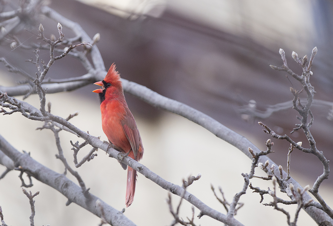 A cardinal sings on a tree in front of Kedzie Hall on Mar. 8, 2015.